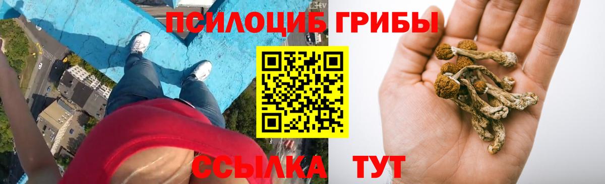 Псилоцибиновые грибы Cubensis Елец